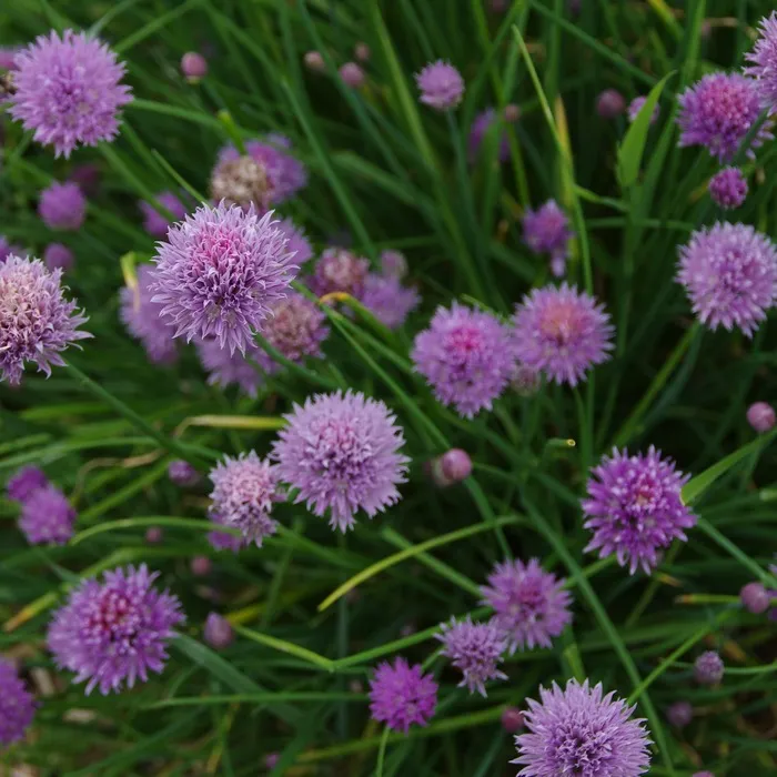 les-semences-de-l-ombelle-ciboulette-commune-bio-graines-aromatiques image 1