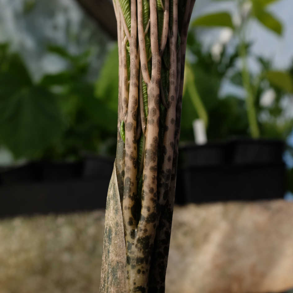 la-bo-te-graines-amorphophallus-konjac-bio-graines-fleur-vivace image 5