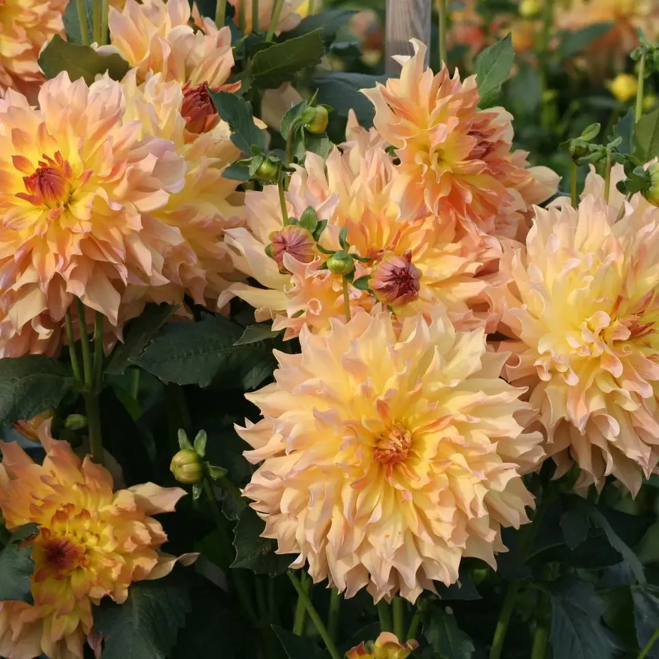 ferme-de-sainte-marthe-dahlia-quenza-bulbe-rose-orange-massif image 1