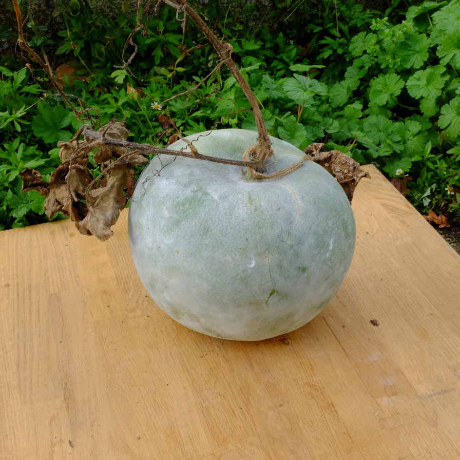 la-bo-te-graines-courge-cireuse-graines-l-gumes-bio image 3