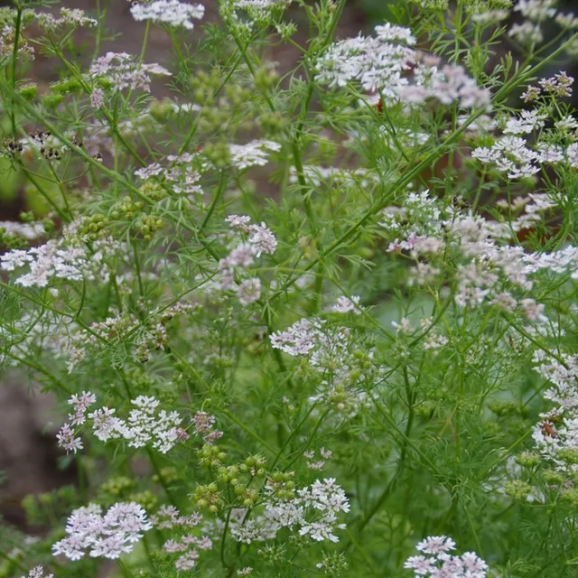 les-semences-de-l-ombelle-coriandre-graines-aromatiques-bio image 1