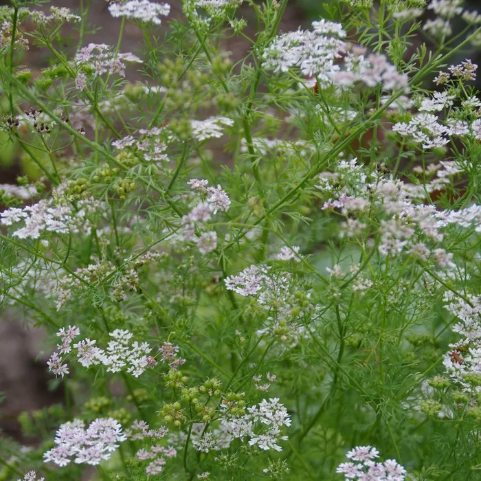 les-semences-de-l-ombelle-coriandre-graines-aromatiques-bio image 1