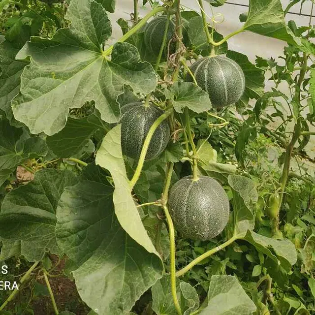 les-semences-de-l-ombelle-melon-petit-gris-de-rennes-graines-bio image 1
