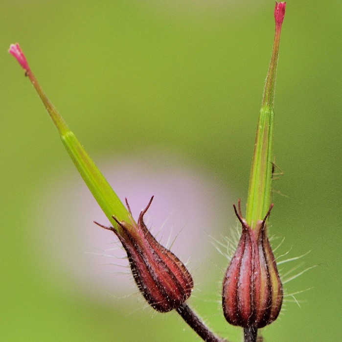 la-bo-te-graines-herbe-robert-graines-fleurs-bio-rose image 4