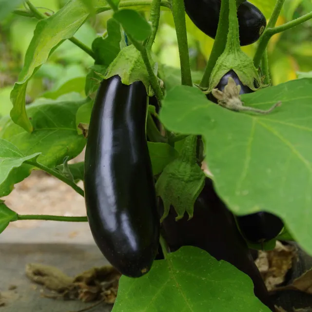 les-semences-de-l-ombelle-aubergine-violette-barbentane-graines-bio image 1