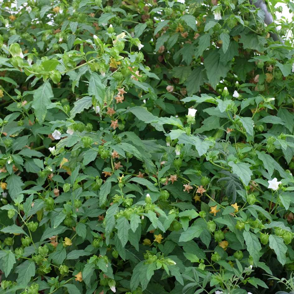 la-bo-te-graines-graines-fleurs-nicandra-physaloides-alba-bio-blanche image 2