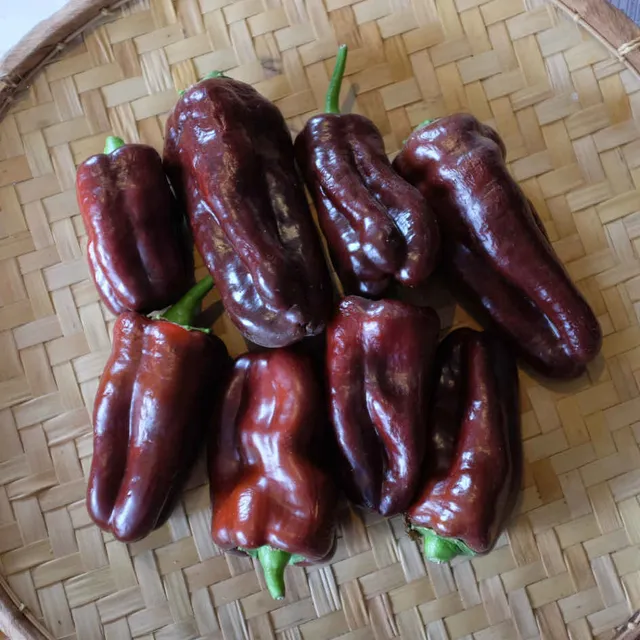 la-bo-te-graines-poivron-doux-chocolat-graines-bio image 1