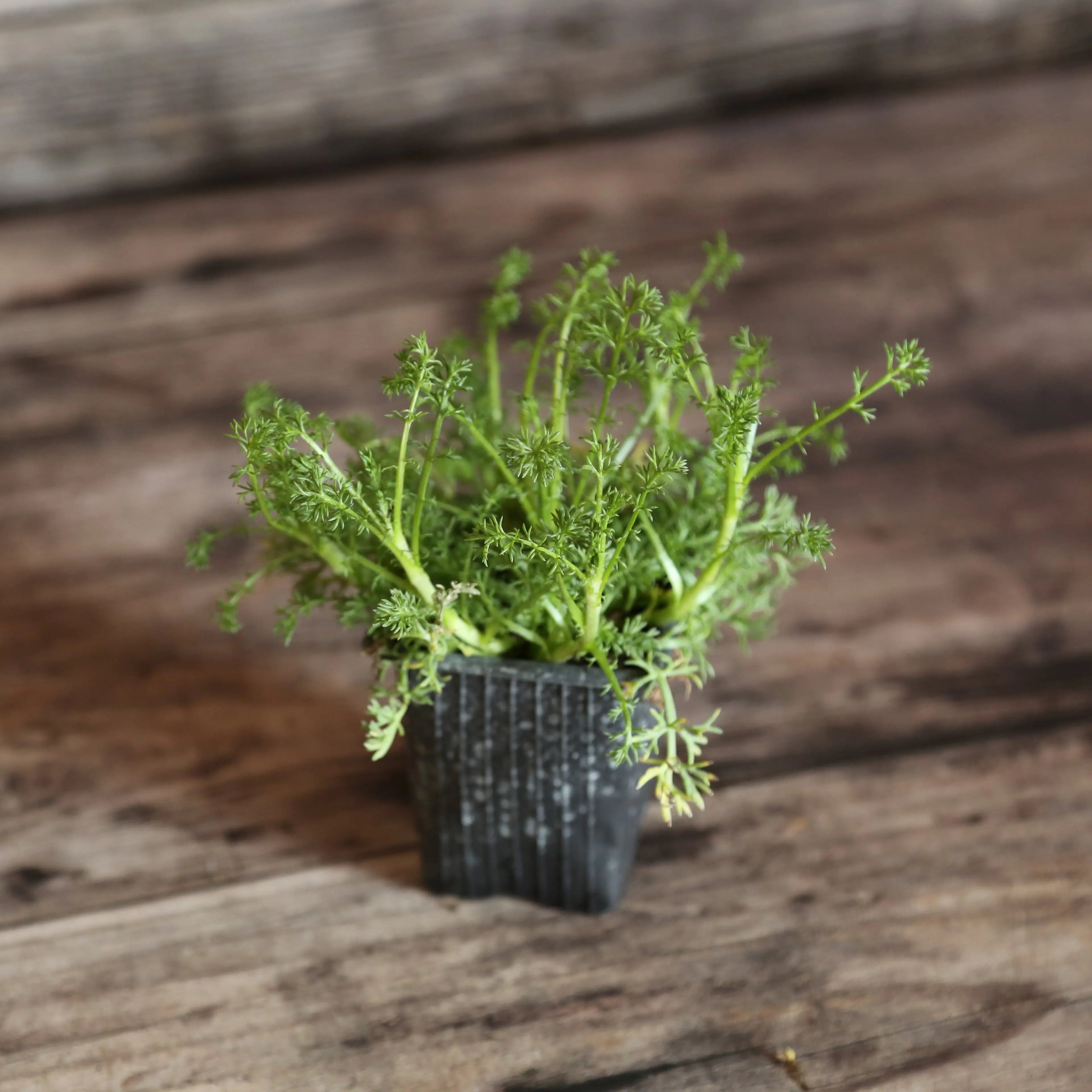 ferme-de-sainte-marthe-camomille-romaine-plant-bio image 1