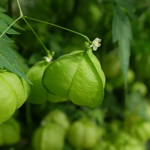 la-bo-te-graines-pois-de-c-ur-graines-fleurs-bio-grimpante image 1