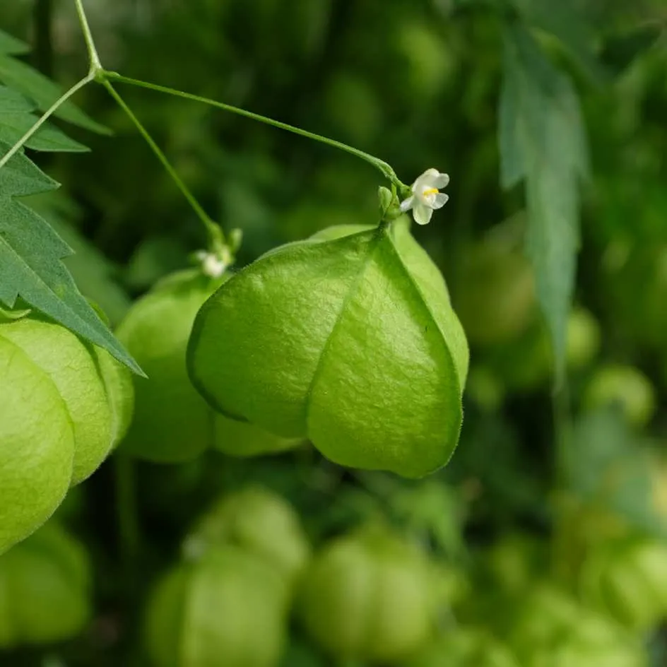la-bo-te-graines-pois-de-c-ur-graines-fleurs-bio-grimpante image 1