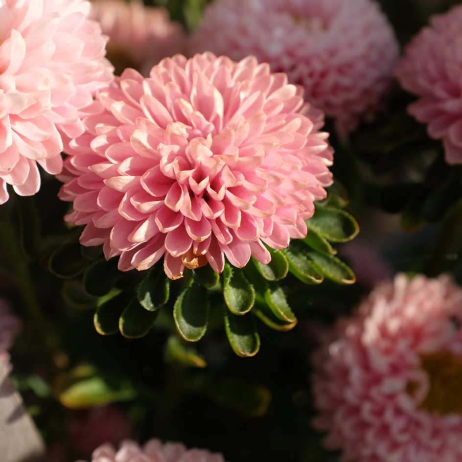 la-bo-te-graines-reine-marguerite-matsumoto-abricot-bio-graines-bouquet image 1