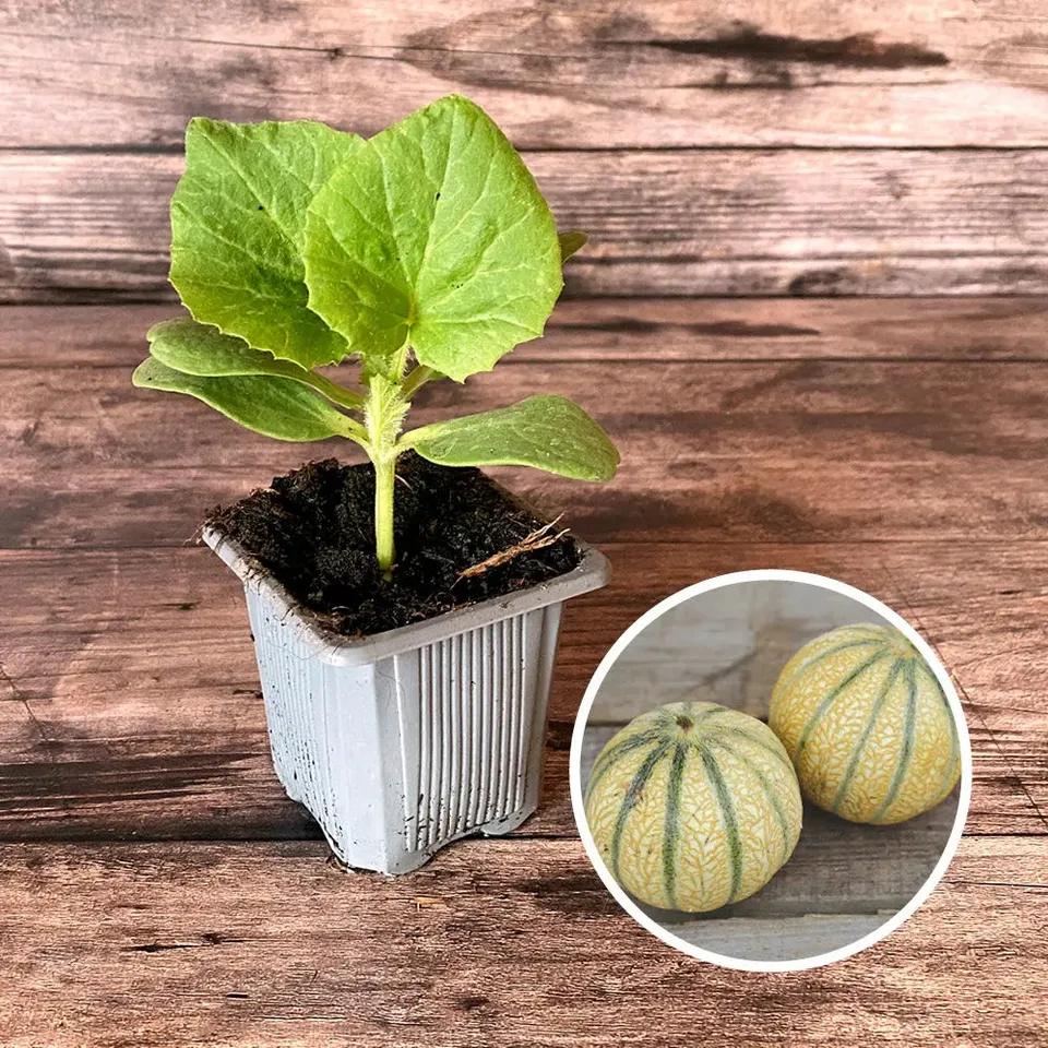 ferme-de-sainte-marthe-melon-charentais-ab-plant-bio-chair-sucr-e image 1
