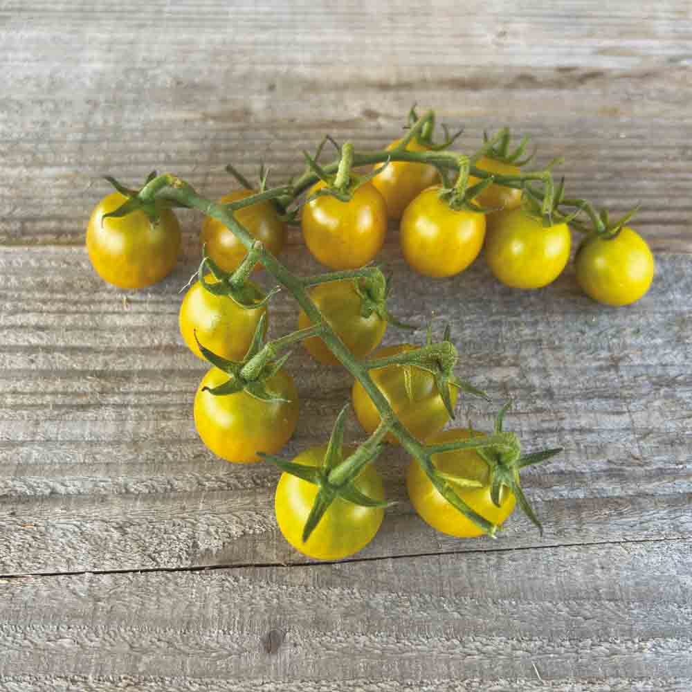 ferme-de-sainte-marthe-tomate-green-grape-graines-cerise-bio image 1