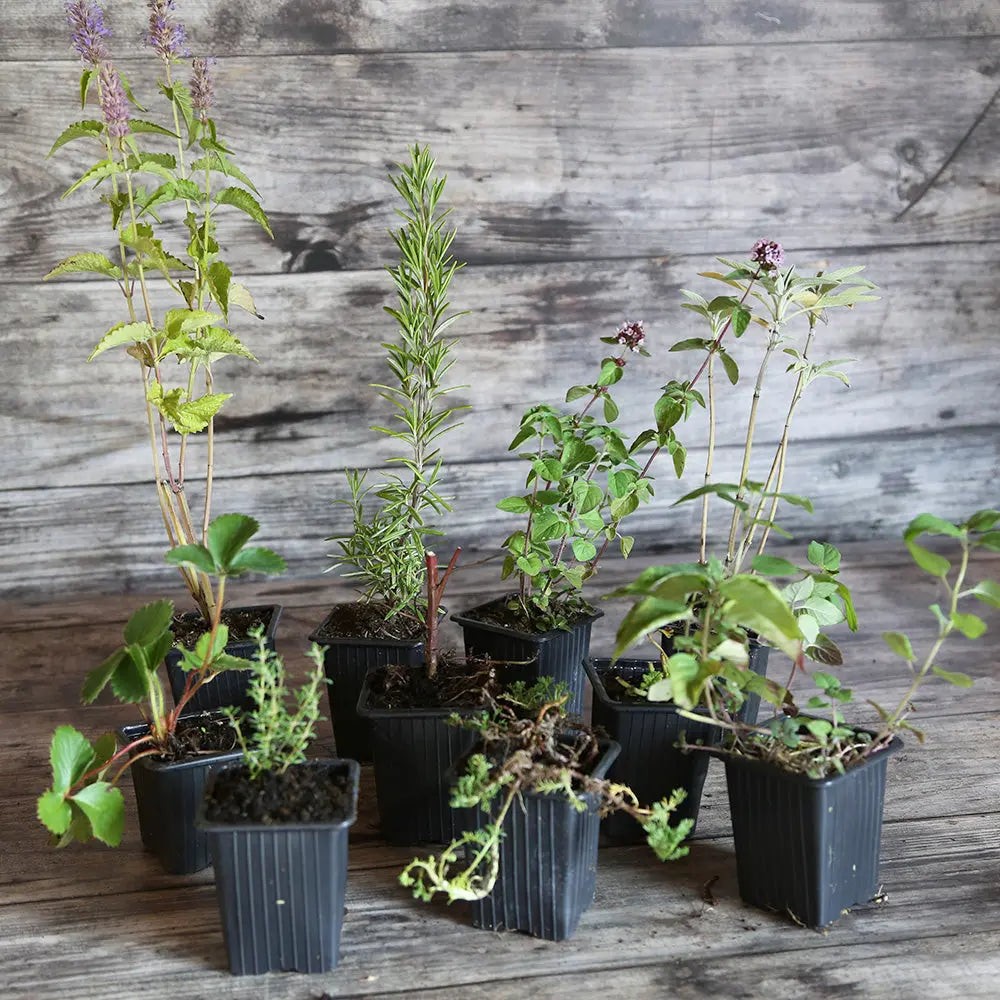 ferme-de-sainte-marthe-collection-9-plants-tisane-bien-tre image 2