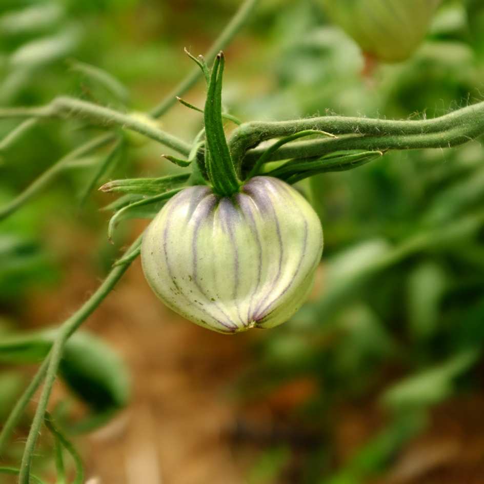 la-bo-te-graines-tomate-c-ur-de-b-uf-bleu-bio-graines-mi-saison image 5