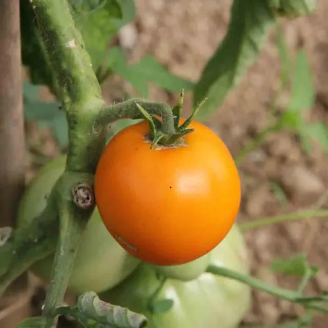 ferme-de-sainte-marthe-tomate-orange-queen-ab-graines-bio-pr-coce image 1