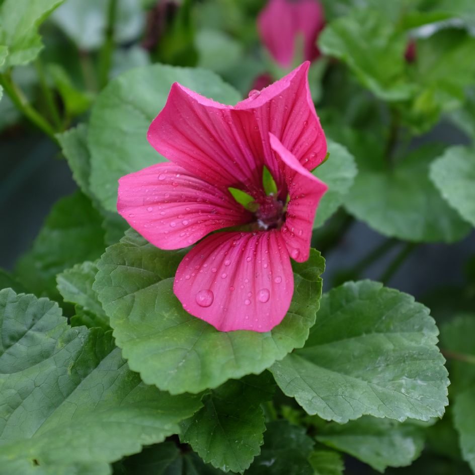 la-bo-te-graines-malope-trifida-vulcan-bio-graines-magenta image 4