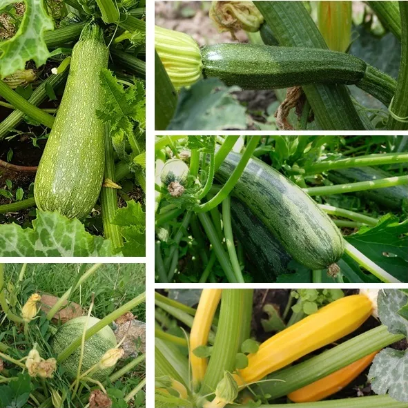 les-semences-de-l-ombelle-courgette-m-lange-graines-potag-res-bio image 1