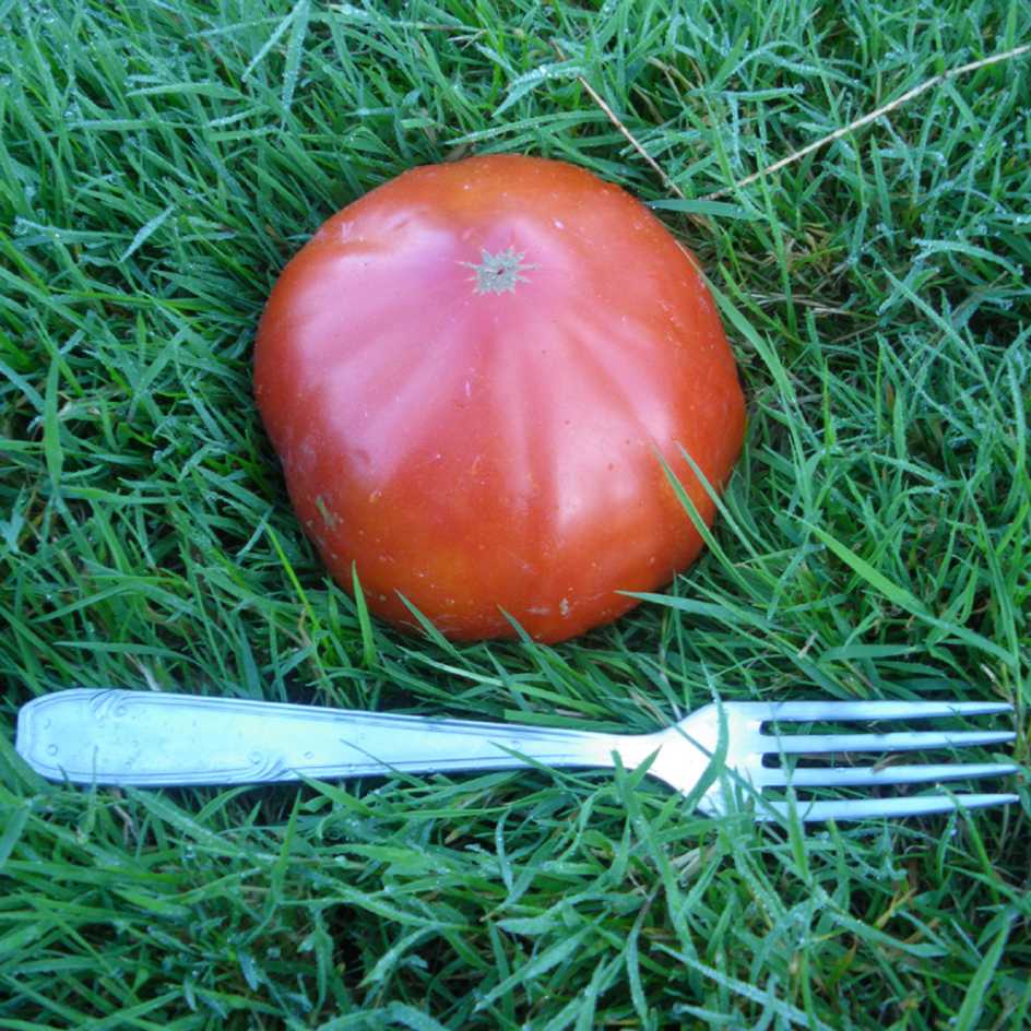 la-bo-te-graines-tomate-puich-ric-bio-graines-500-g-salade image 1
