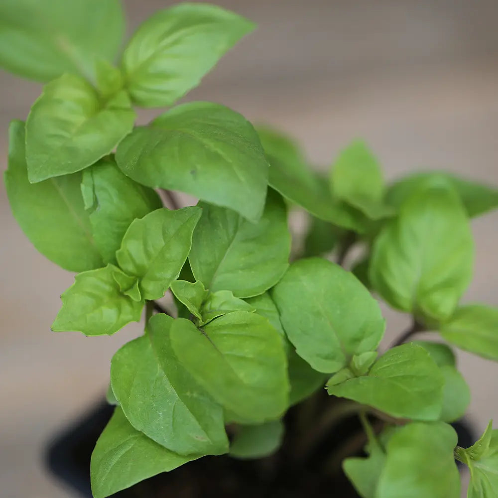 ferme-de-sainte-marthe-basilic-cannelle-plant-bio image 2