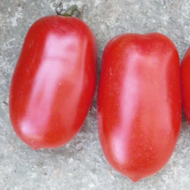 la-bo-te-graines-tomate-roma-bio-graines-potag-res-conserverie image 1