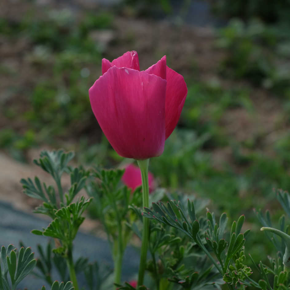 la-bo-te-graines-pavot-californie-carmin-pink-bio-graines-fleurs image 3