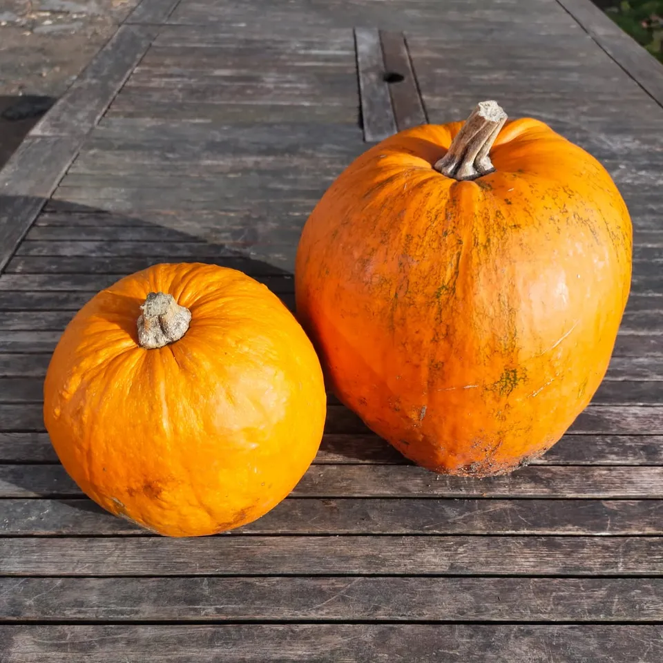 les-semences-de-l-ombelle-jack-o-lantern-bio-graines-de-courge-orange image 1