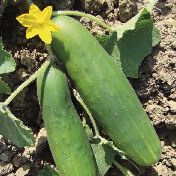 la-bo-te-graines-concombre-le-g-n-reux-graines-l-gumes-bio-productif image 3