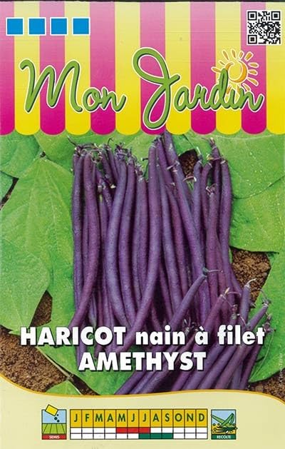 graines-bocquet-haricot-nain-amethyst-70-g-sans-fil-violet image 1