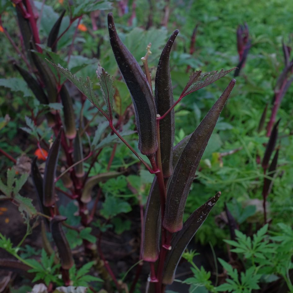 la-bo-te-graines-gombo-red-burgundy-bio-graines-fruits-rouges image 3