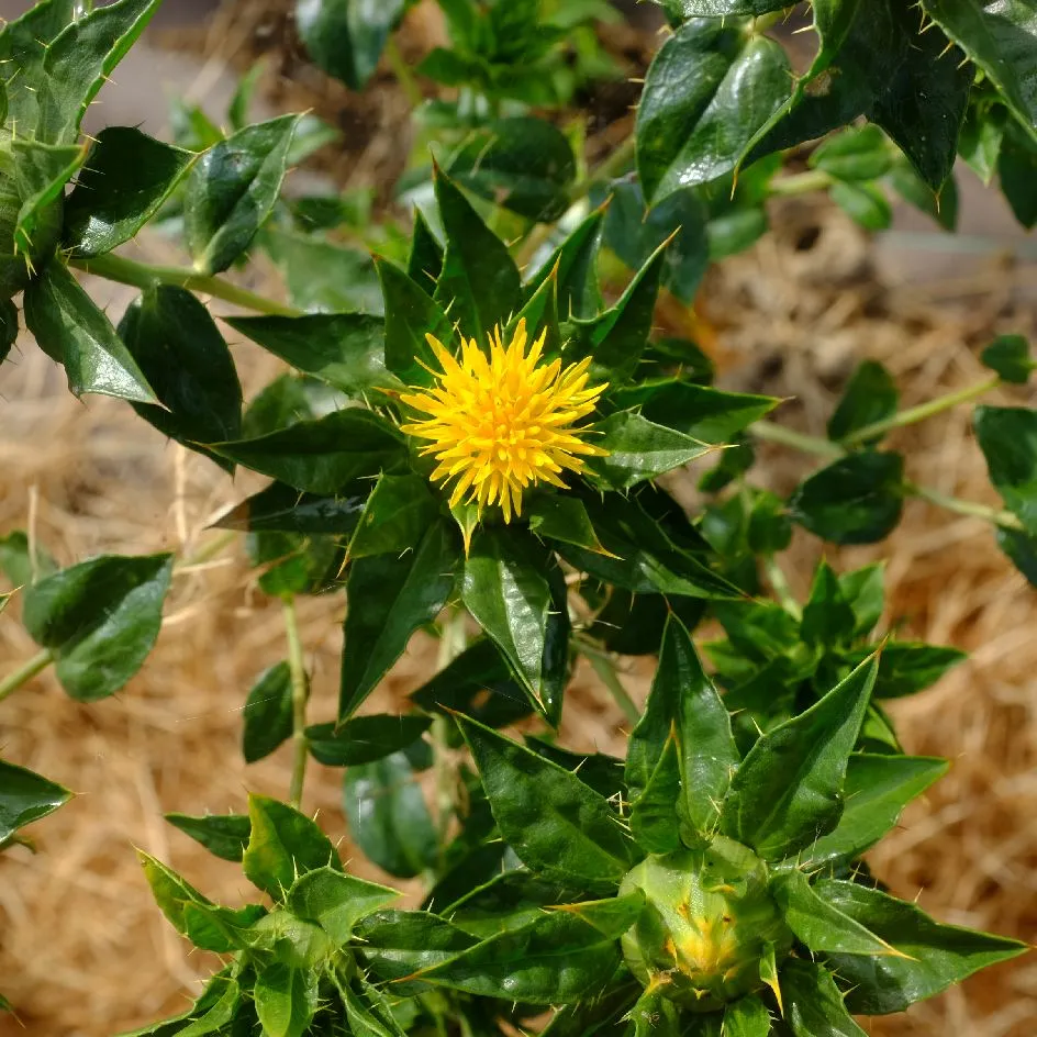 la-bo-te-graines-carthame-des-teinturiers-bio-graines-fleurs image 1