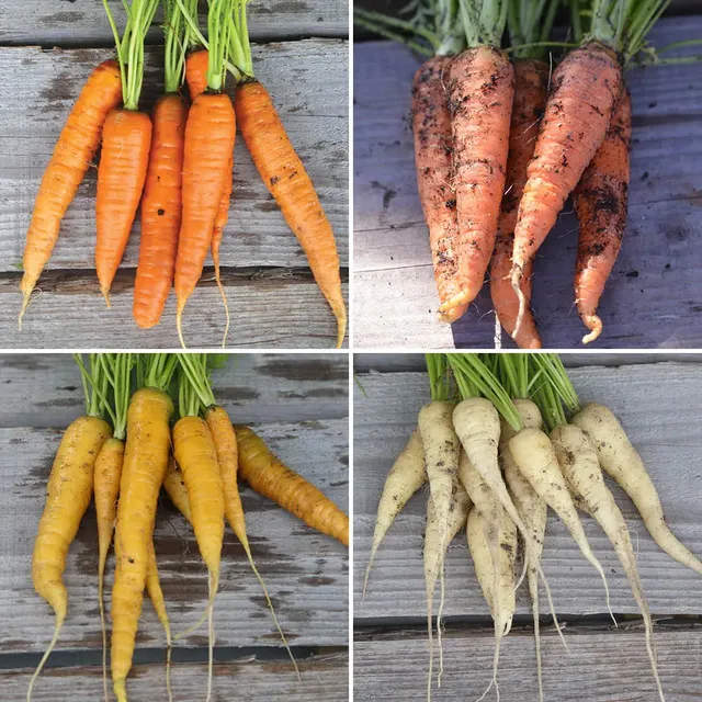 ferme-de-sainte-marthe-carottes-m-lange-graines-bio-4-vari-t-s image 1