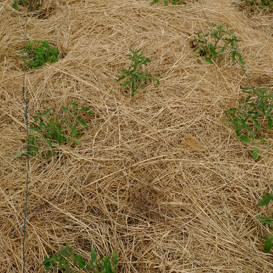 la-bo-te-graines-graines-l-gumes-coeur-de-boeuf-orange-bio image 5