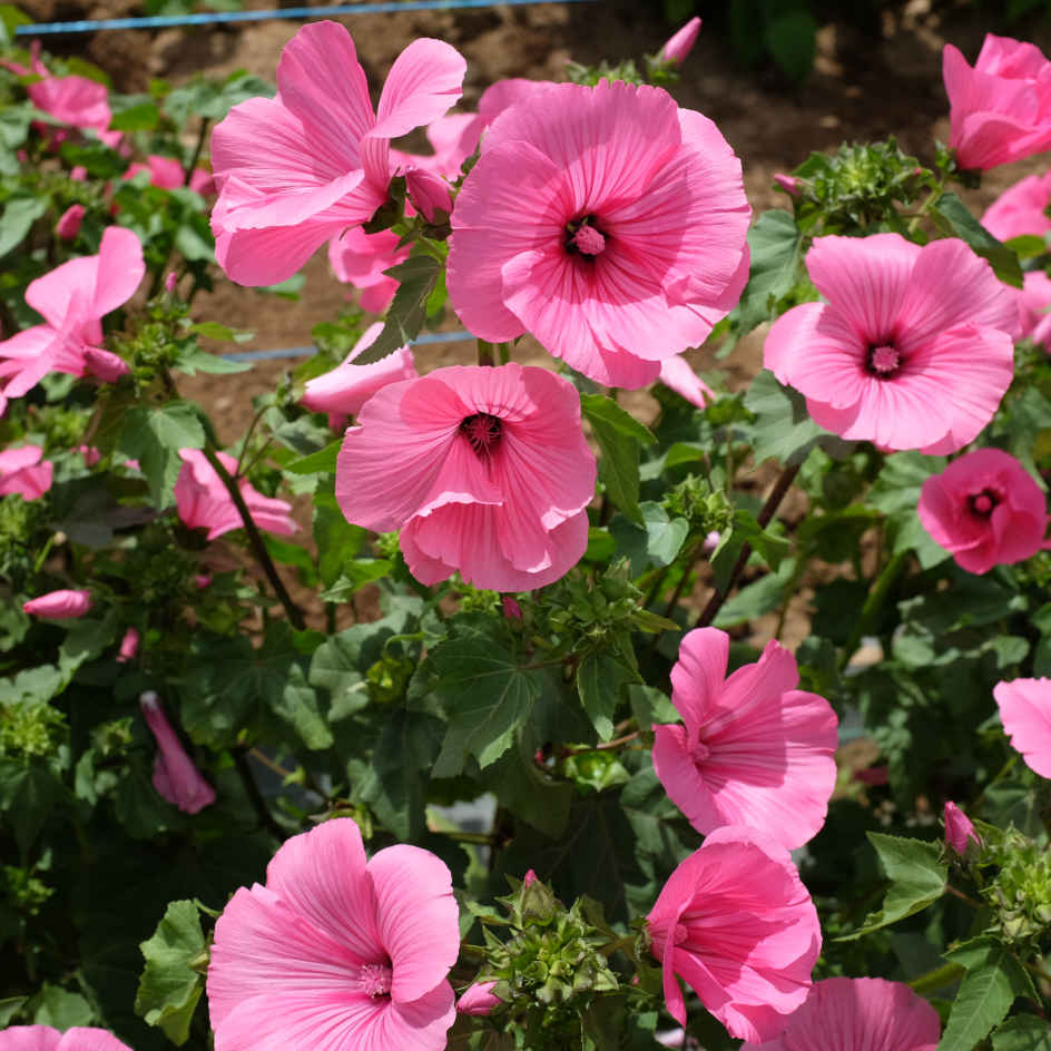 la-bo-te-graines-ruby-regis-graines-lavat-re-bio-rose image 1