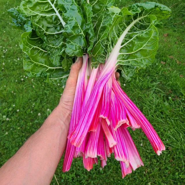 les-semences-de-l-ombelle-poir-e-peppermint-bio-graines-blette image 1