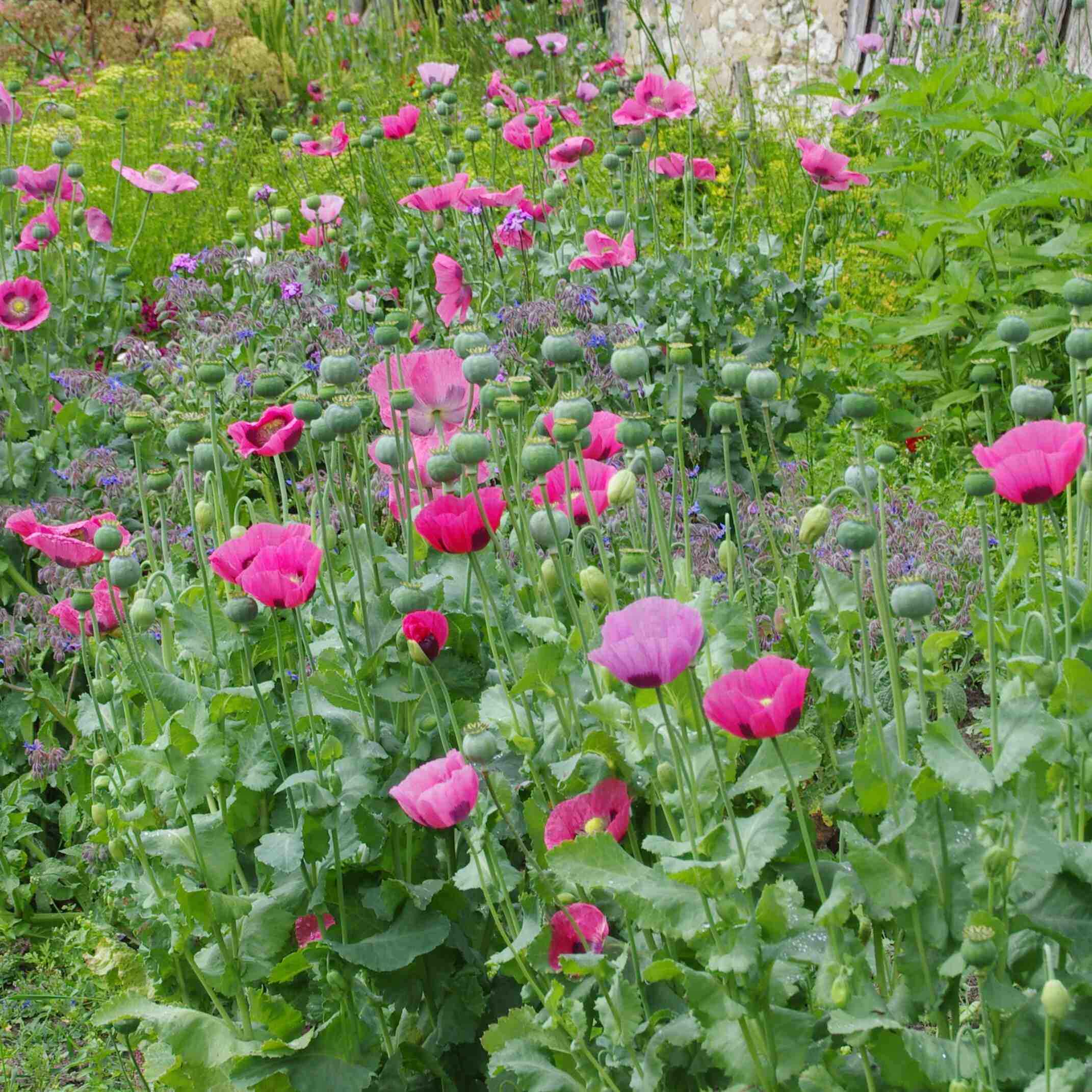 les-semences-de-l-ombelle-pavot-rose-graines-fleurs-bio-simple image 3