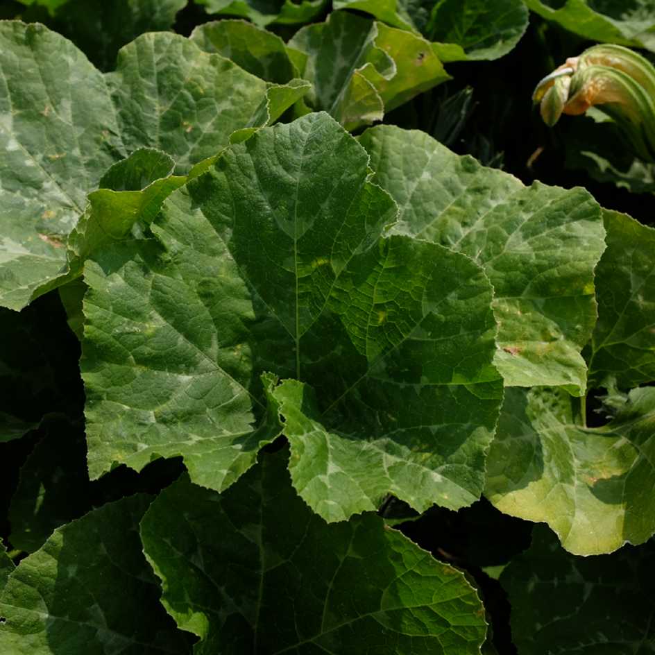 la-bo-te-graines-courge-sucrine-du-berry-graines-bio-sucr-e image 5