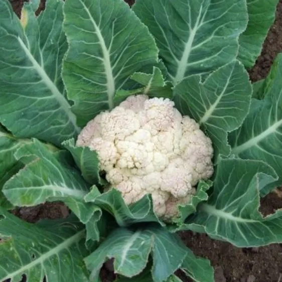 la-bo-te-graines-neckarperle-graines-chou-fleur-bio-blanc image 1