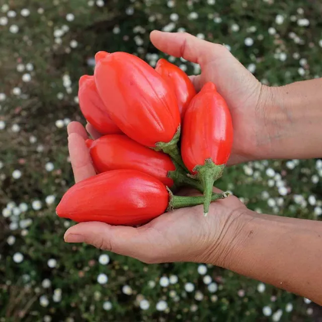 la-bo-te-graines-graines-l-gumes-aubergine-red-egg-bio-70-g image 1