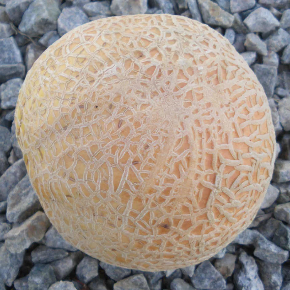 la-bo-te-graines-melon-sucrin-de-tours-bio-graines-chair-orange image 1