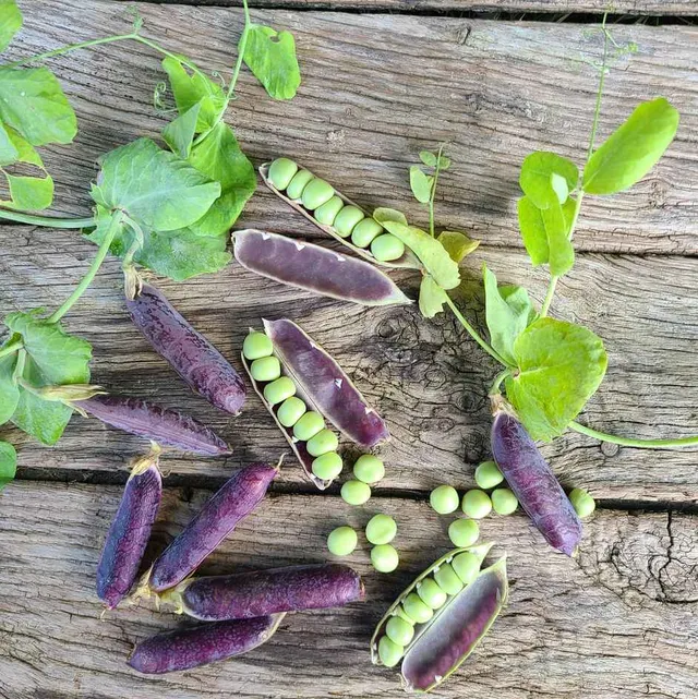 la-bo-te-graines-pois-blauwschokker-bio-graines-l-gumes-rames-violet image 1