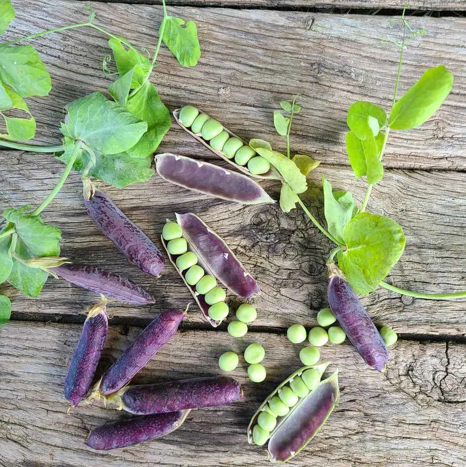 la-bo-te-graines-pois-blauwschokker-bio-graines-l-gumes-rames-violet image 1