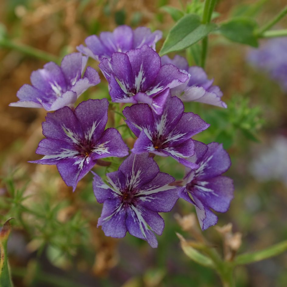 la-bo-te-graines-graines-fleurs-phlox-drummondii-sugar-stars-bio-t image 3