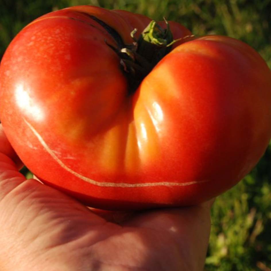 la-bo-te-graines-tomate-brandywine-graines-bio-chair-b-uf image 4