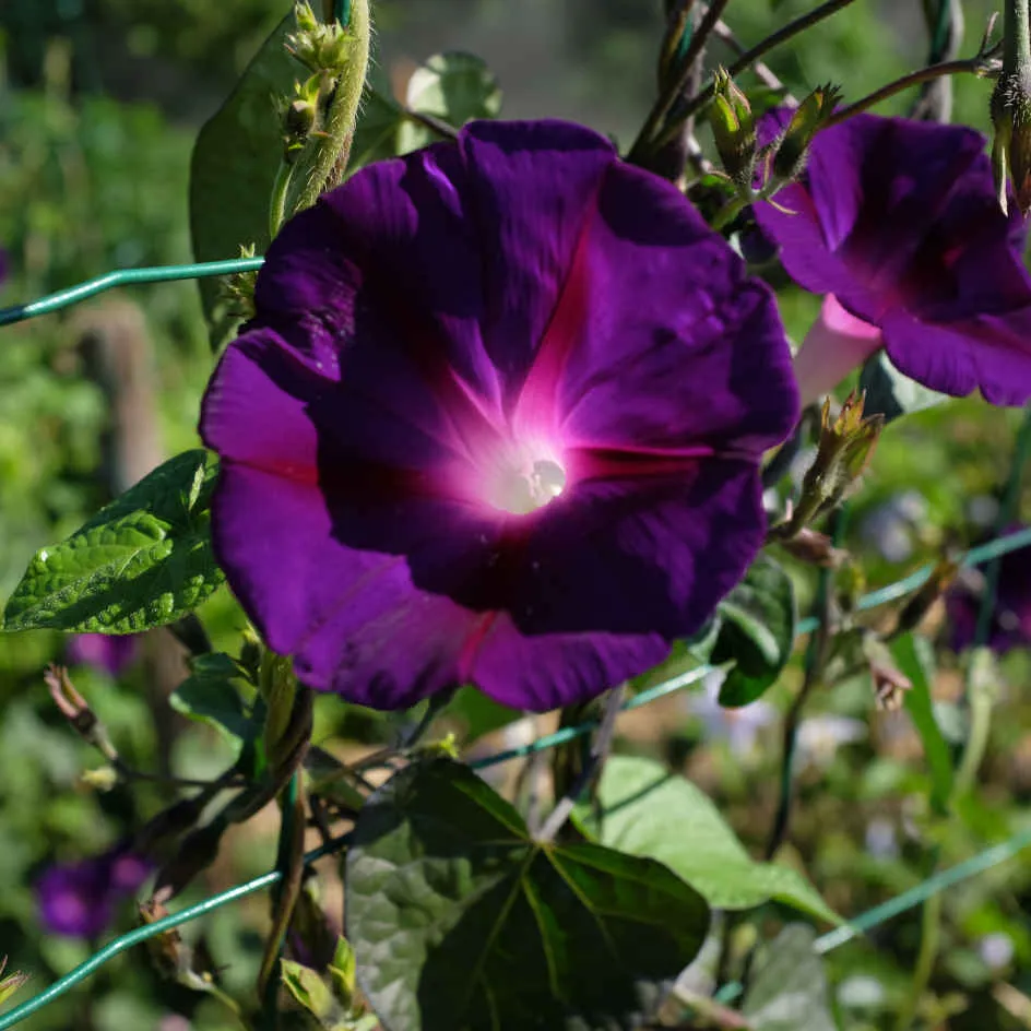 la-bo-te-graines-ipom-e-knowlian-s-black-graines-bio-violette image 1