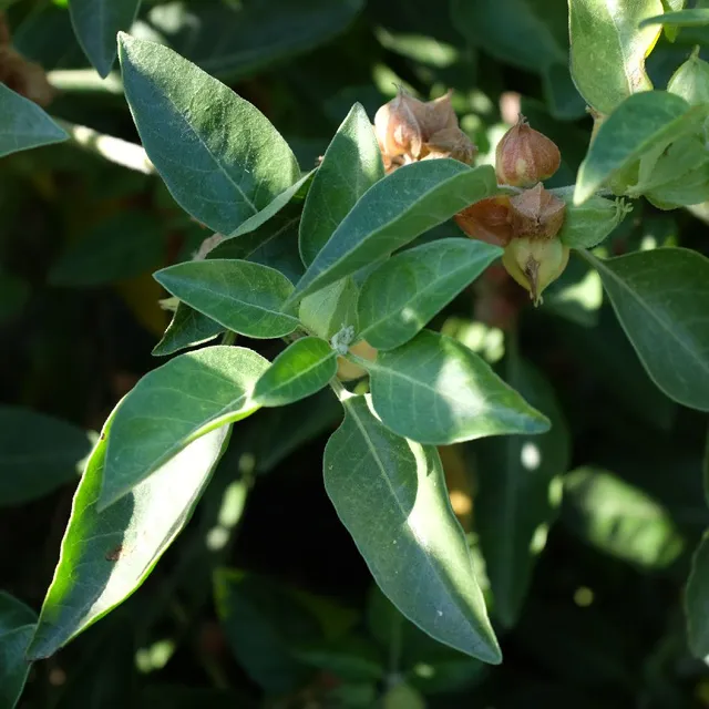 la-bo-te-graines-ashwagandha-graines-withania-bio-1-m-tre image 1