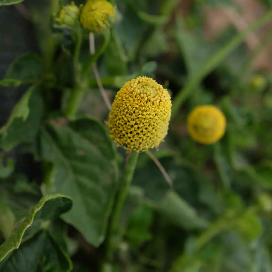 la-bo-te-graines-graines-fleurs-br-de-mafane-cresson-bio image 1