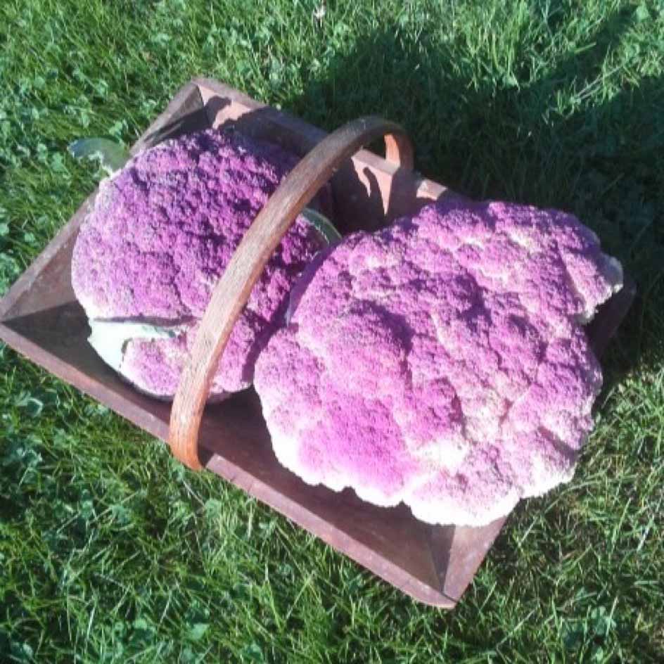 la-bo-te-graines-graines-l-gumes-chou-fleur-violet-de-sicile-bio image 1