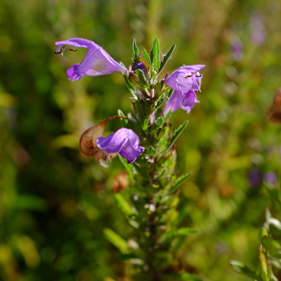 la-bo-te-graines-th-des-jardins-graines-bio-infusion-verveine image 1