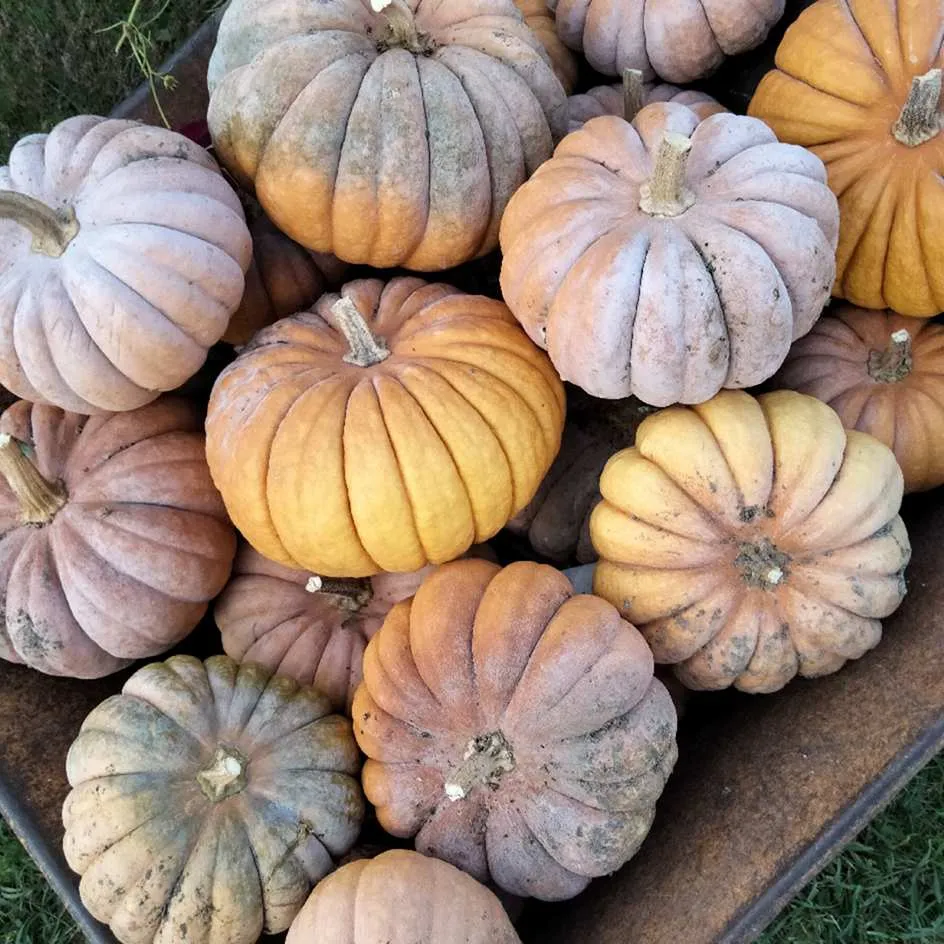 la-bo-te-graines-courge-musqu-e-banat-bio-graines-de-courge-soupe image 1
